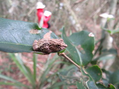 Scinax argyreornatus