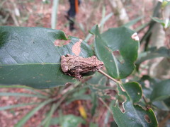Scinax argyreornatus