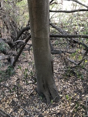 Elaeocarpus obovatus