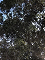 Elaeocarpus obovatus