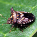 Panaetius lobulatus - Photo (c) siene, alguns direitos reservados (CC BY-NC), uploaded by siene