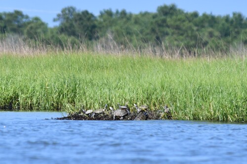 Diamondback Terrapin