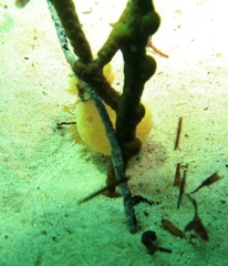 Polycitoridae
