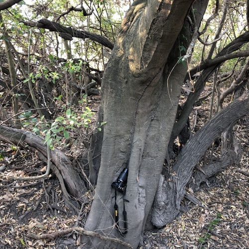 Elaeocarpus obovatus (Elaeocarpus obovatus)