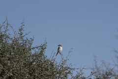 Lanius phoenicuroides