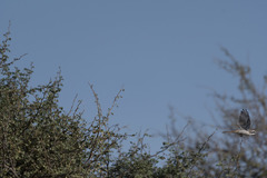 Lanius phoenicuroides