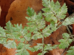 Erysiphe heraclei