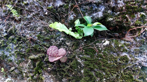 Kalanchoe humilis, photograph 1