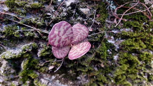 Kalanchoe humilis (Kalanchoe humilis)