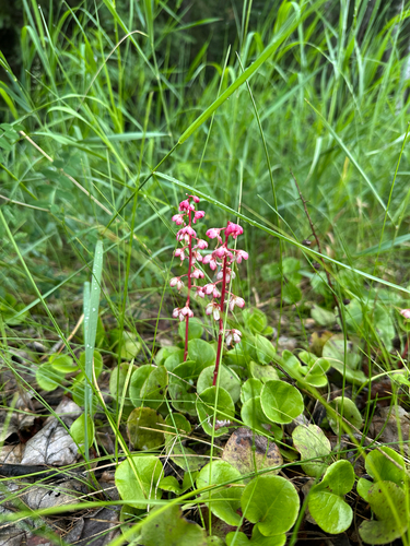 bog wintergreen