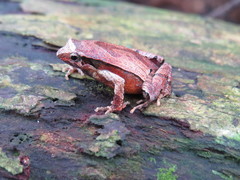 Physalaemus signifer