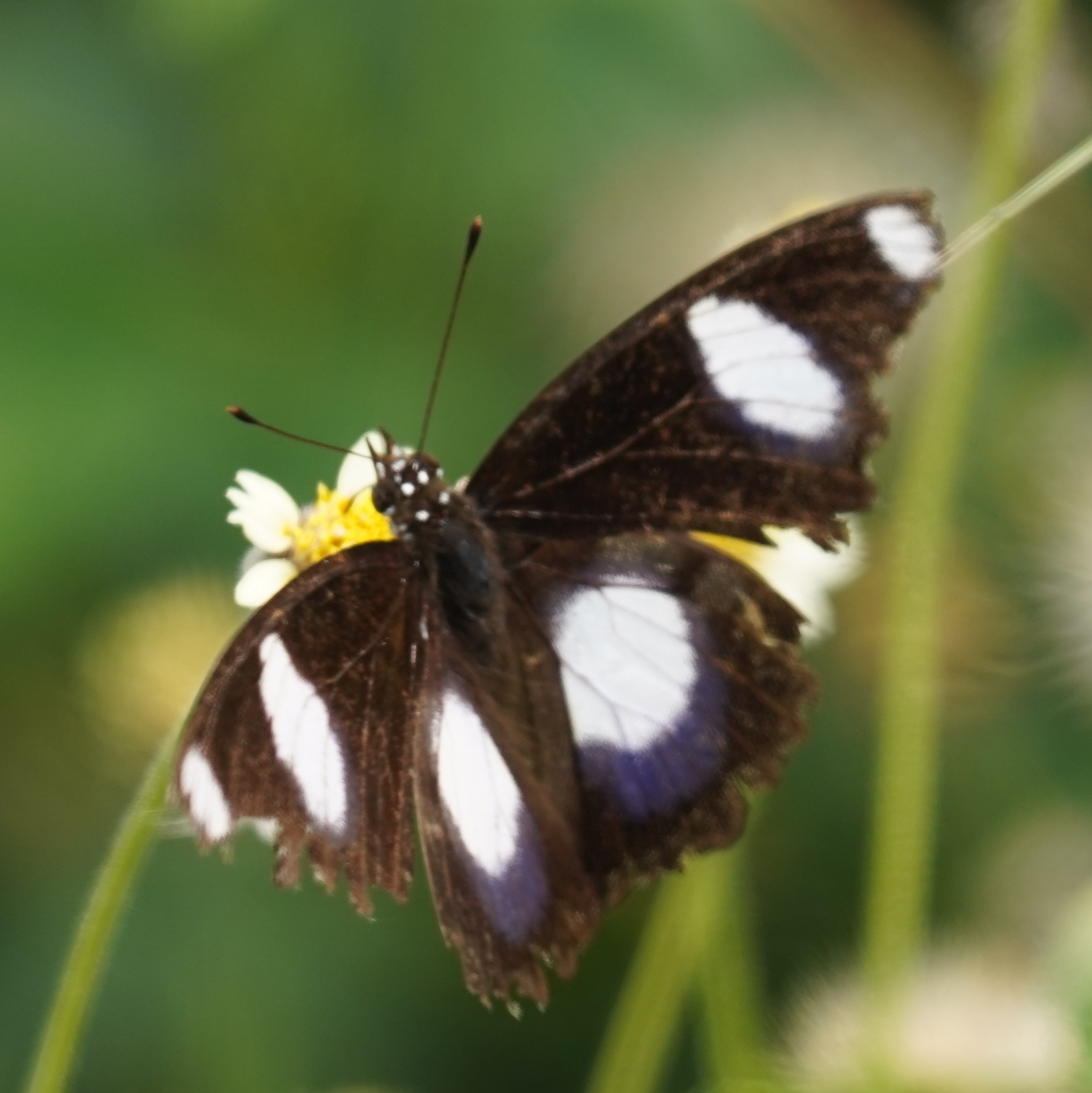 Danaid Eggfly