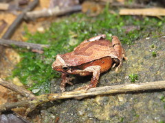 Physalaemus signifer