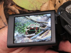 Physalaemus signifer