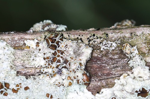 Physcia