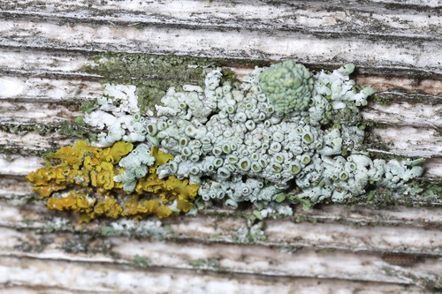 Physcia