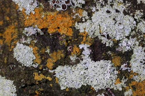 Xanthomendoza