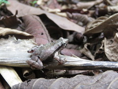 Physalaemus signifer