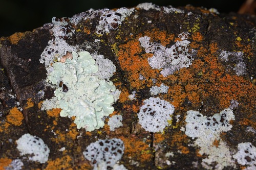 Flavoparmelia caperata