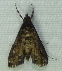 Elophila tinealis