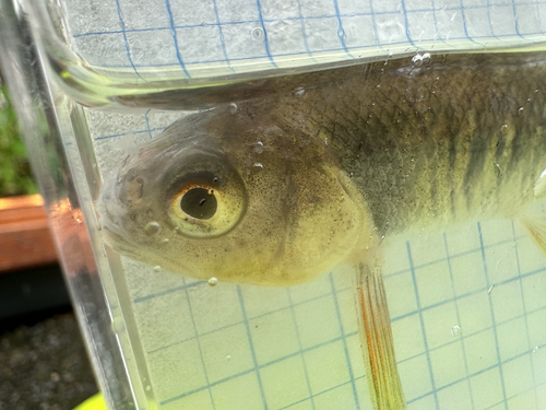 Taiwan torrent carp (Opsariichthys pachycephalus) — Cyprinidae — 3