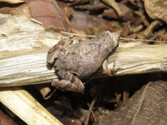 Physalaemus signifer