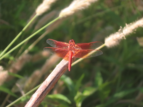 Flame skimmer