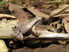 Physalaemus signifer