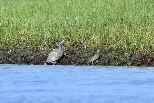 Diamondback Terrapin