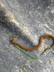 Storeria storerioides