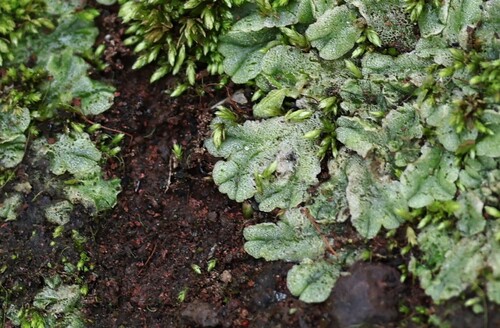 Hawaii Crystalwort (Riccia hawaiiensis)