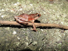 Physalaemus signifer