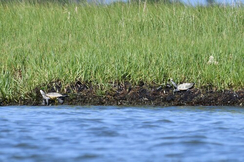 Diamondback Terrapin