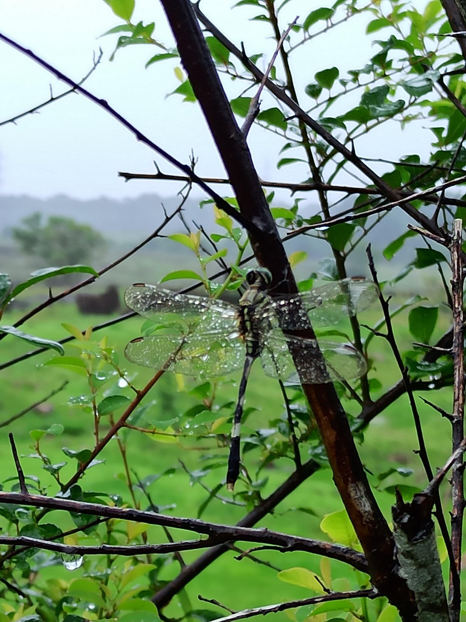 Slender Skimmer