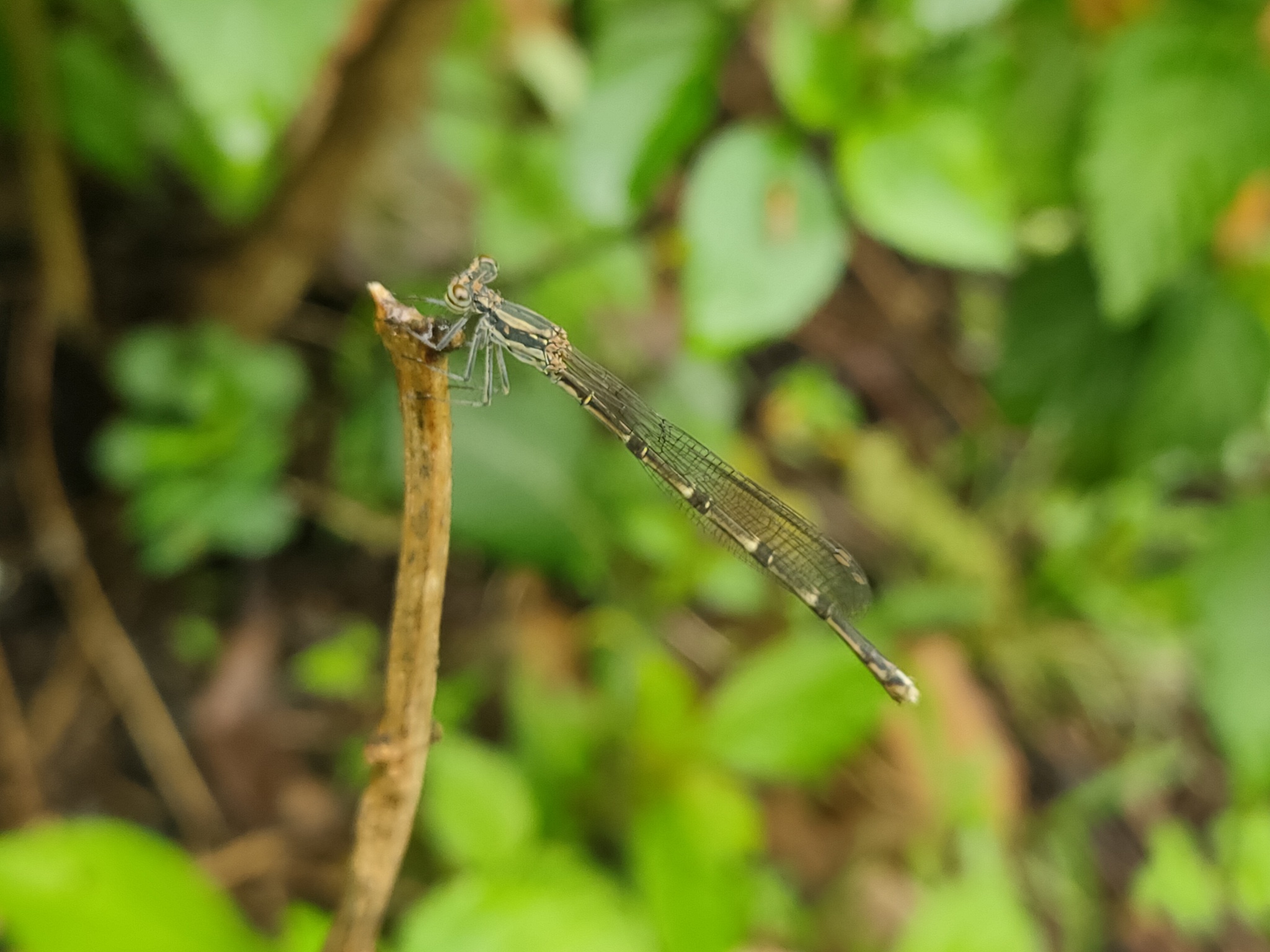 Black-Banded Threadtail