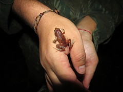 Physalaemus signifer