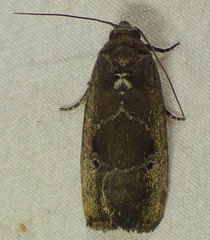 Elaphria nucicolora