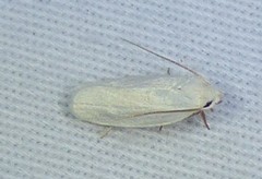 Antaeotricha albulella