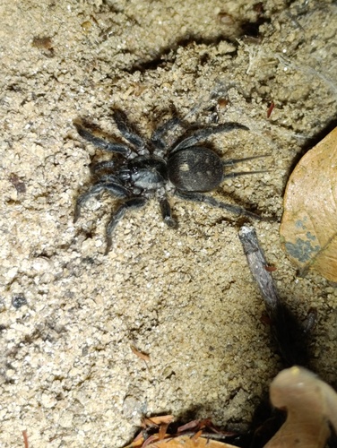 Ischnothele annulata