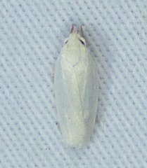 Antaeotricha albulella