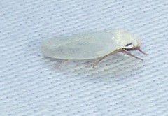 Antaeotricha albulella