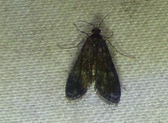 Elophila tinealis