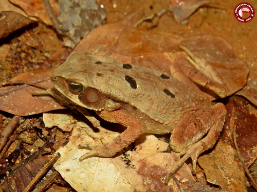 Rhinella abei