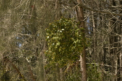 Notothixos subaureus