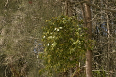 Notothixos subaureus