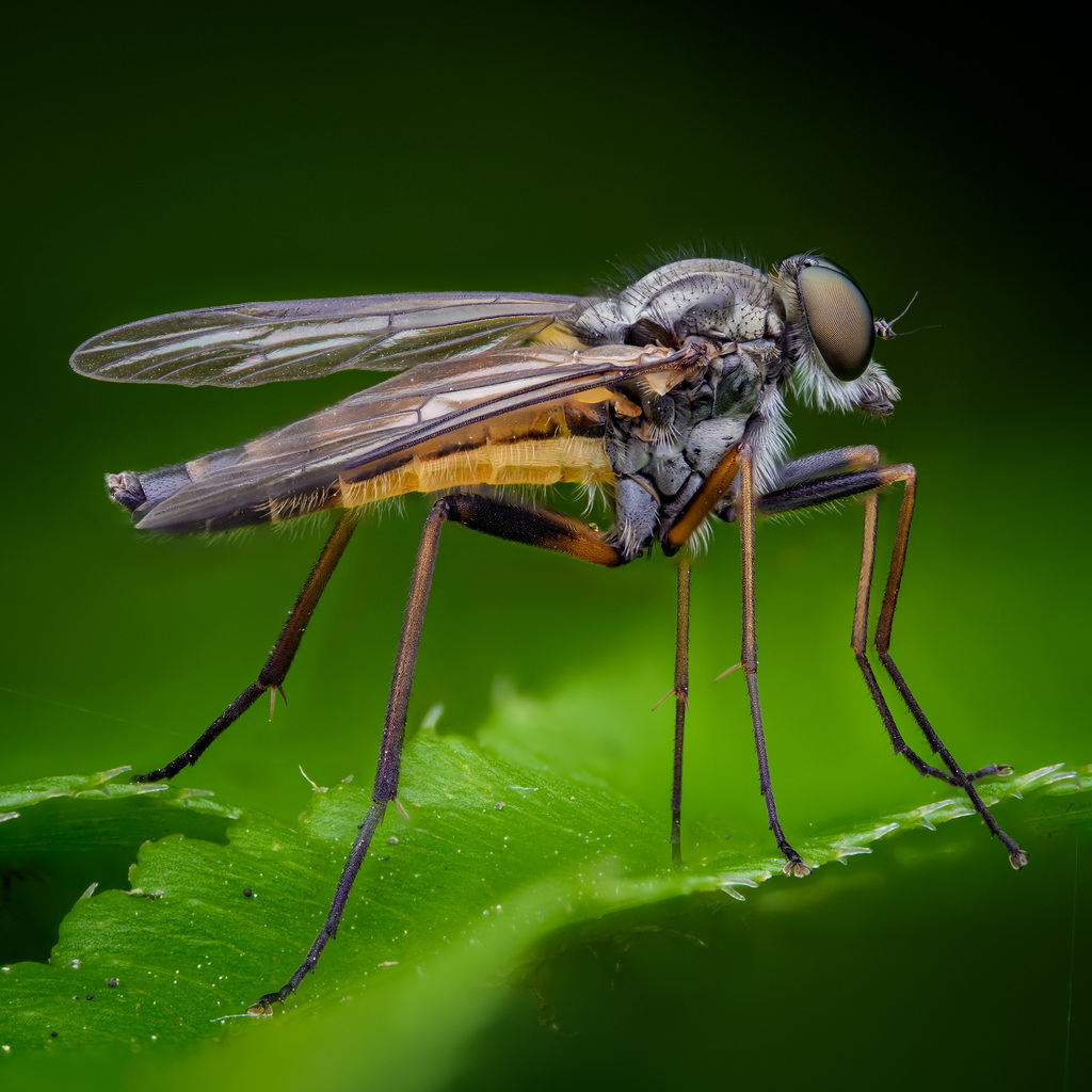 Rhagio maculifer