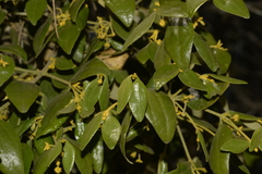 Notothixos subaureus