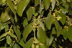 Notothixos subaureus