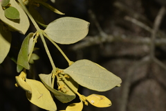 Notothixos subaureus