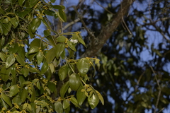 Notothixos subaureus